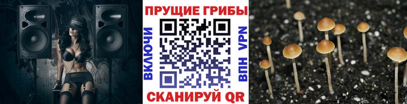 Купить где  Новоульяновск  Псилоцибиновые грибы Psilocybe 